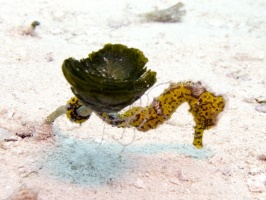 IMG 3179 Longsnout Seahorse